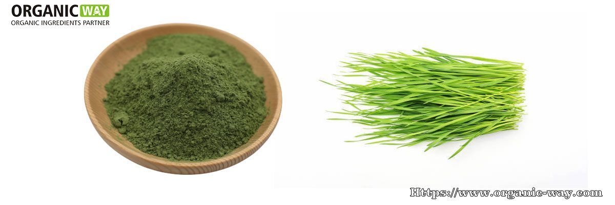 Organic Wheatgrass Powder organic wheatgrass powder