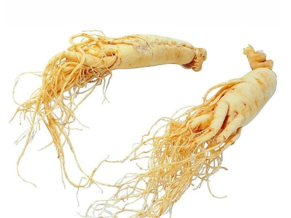 Ginseng Frais Biologique